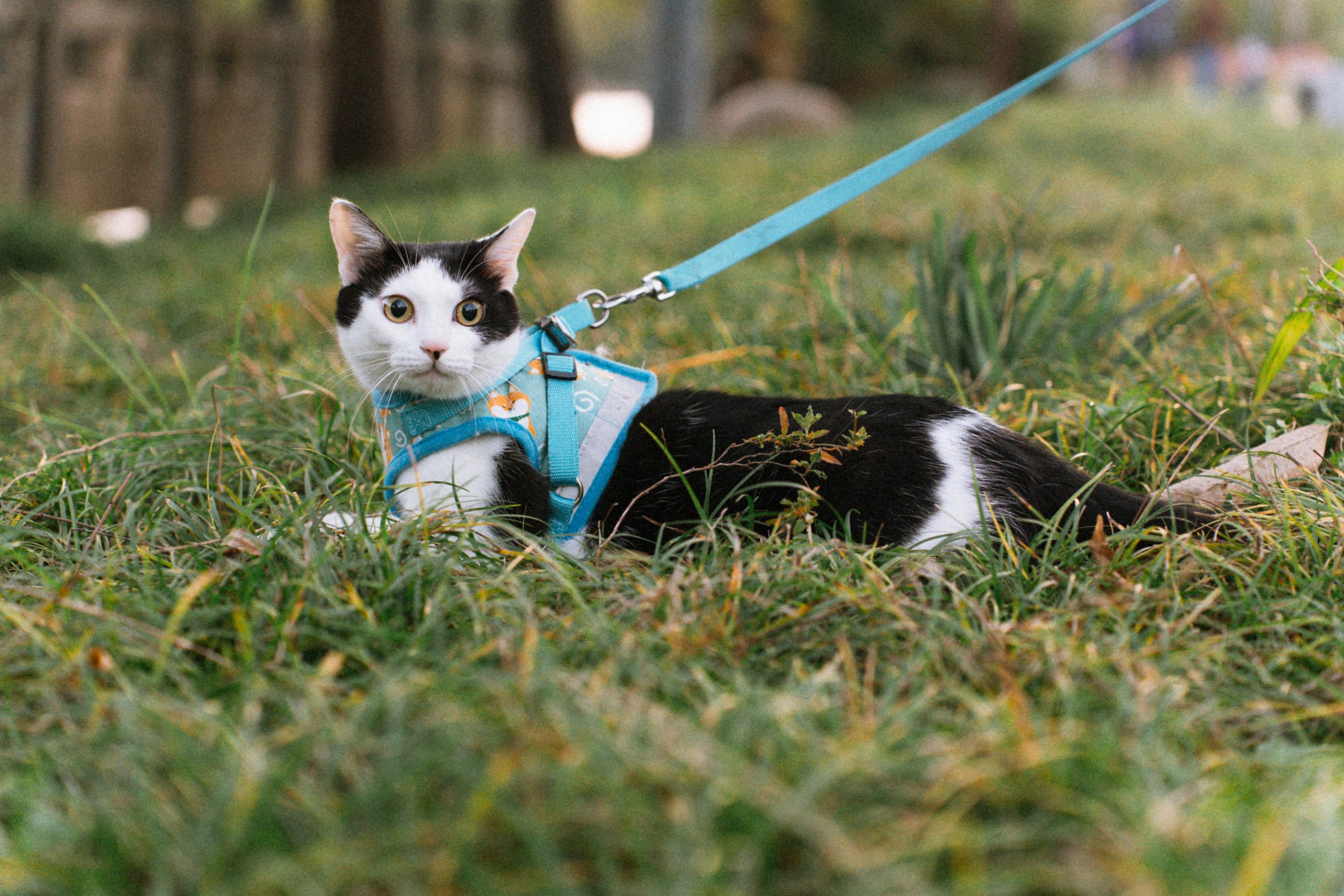 Kucing dengan Harness