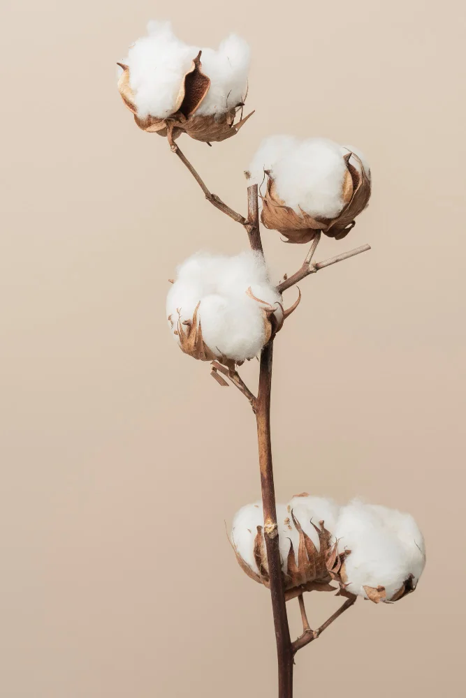 cotton